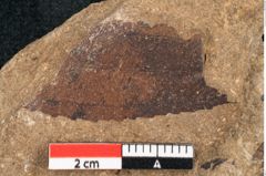 Foto (Detailansicht) von Sequoia hardtii Endl. (NHMW-GEO-2024-0188-8232)